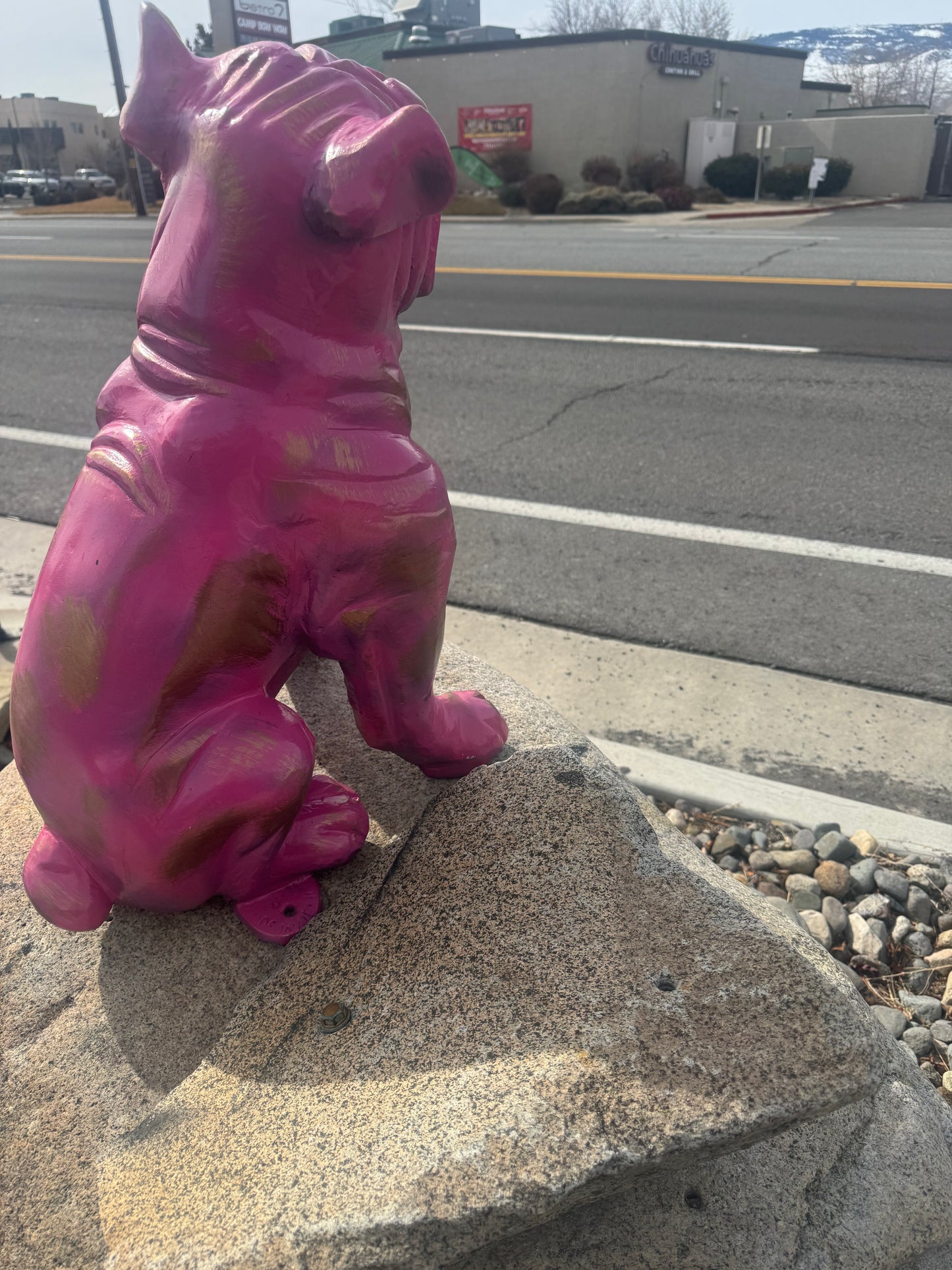 BULL DOG